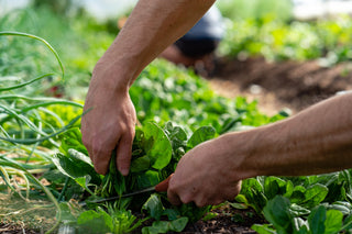 Hands digging in rows of spinach using a knife tool to harvest