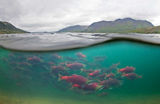 Split screen shot of pink salmon swimming under water, with mountains in background above