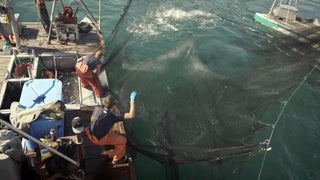 Two fisherman lifting up a reef net full of fish