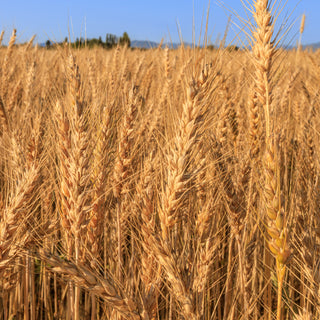 Organic Sourdough Sea Salt Crackers