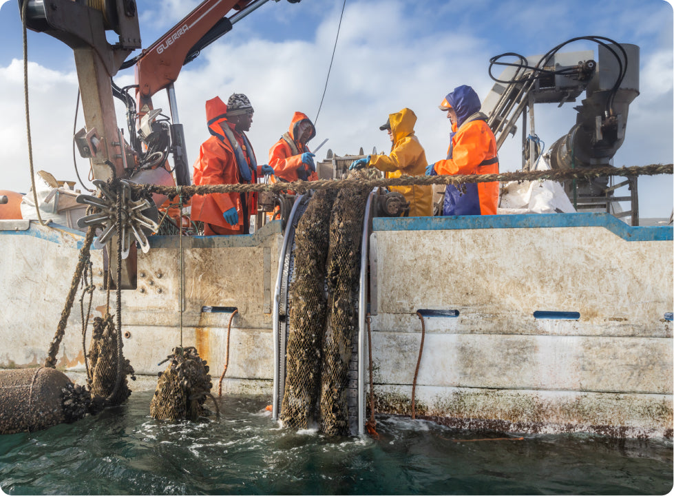 Workers wearing bright overalls work on a boat, winching mussel ropes up from the sea