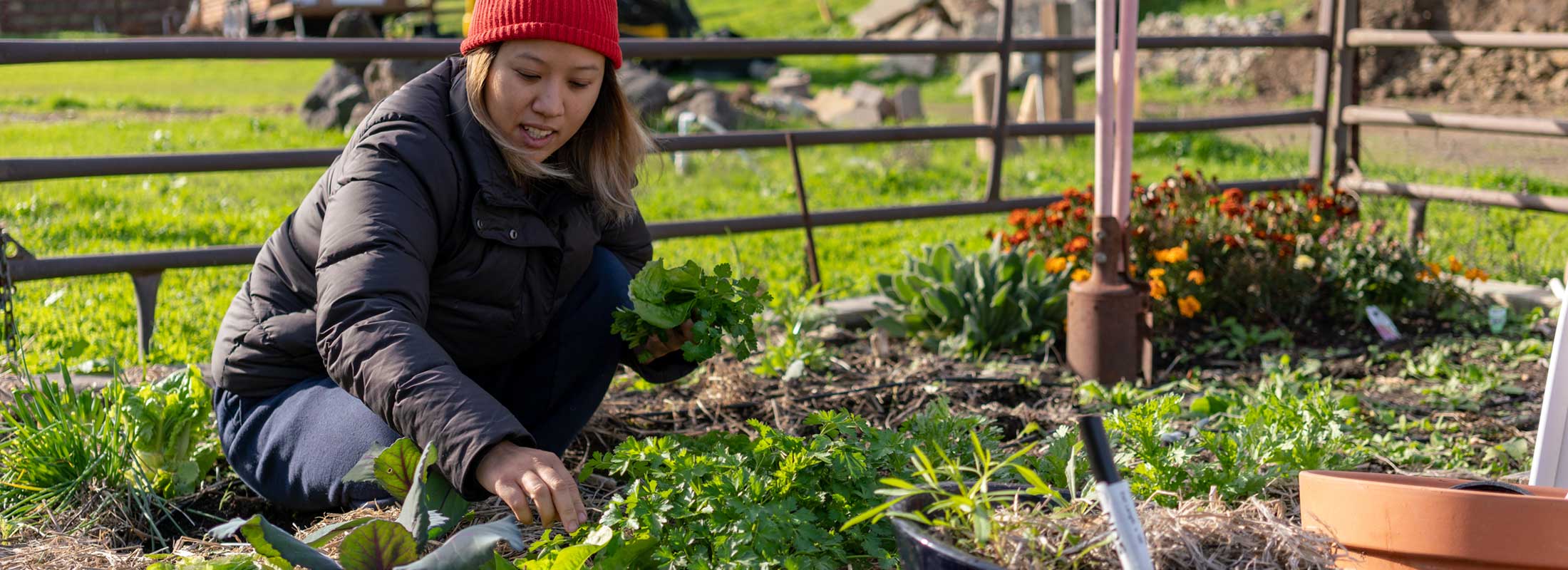 A woman wearing a warm coat and hat picks herbs from a garden