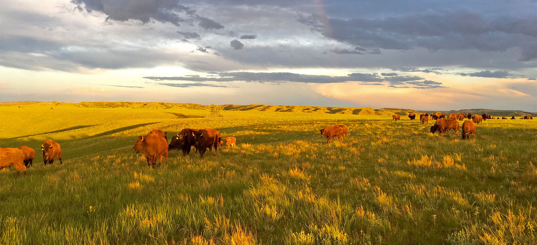 Buffalo graze in golden light under summer rainbows on a ranch
