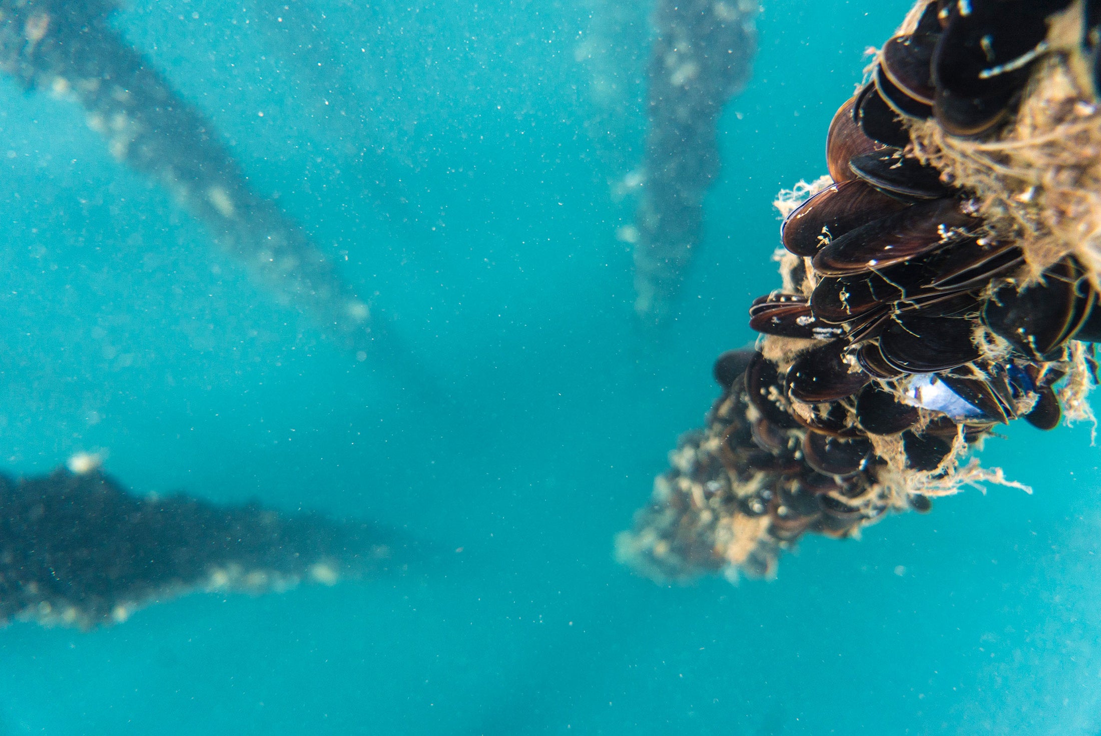 Rope-grown Mediterranean mussels in the Ría de Arousa, Galicia, Spain.