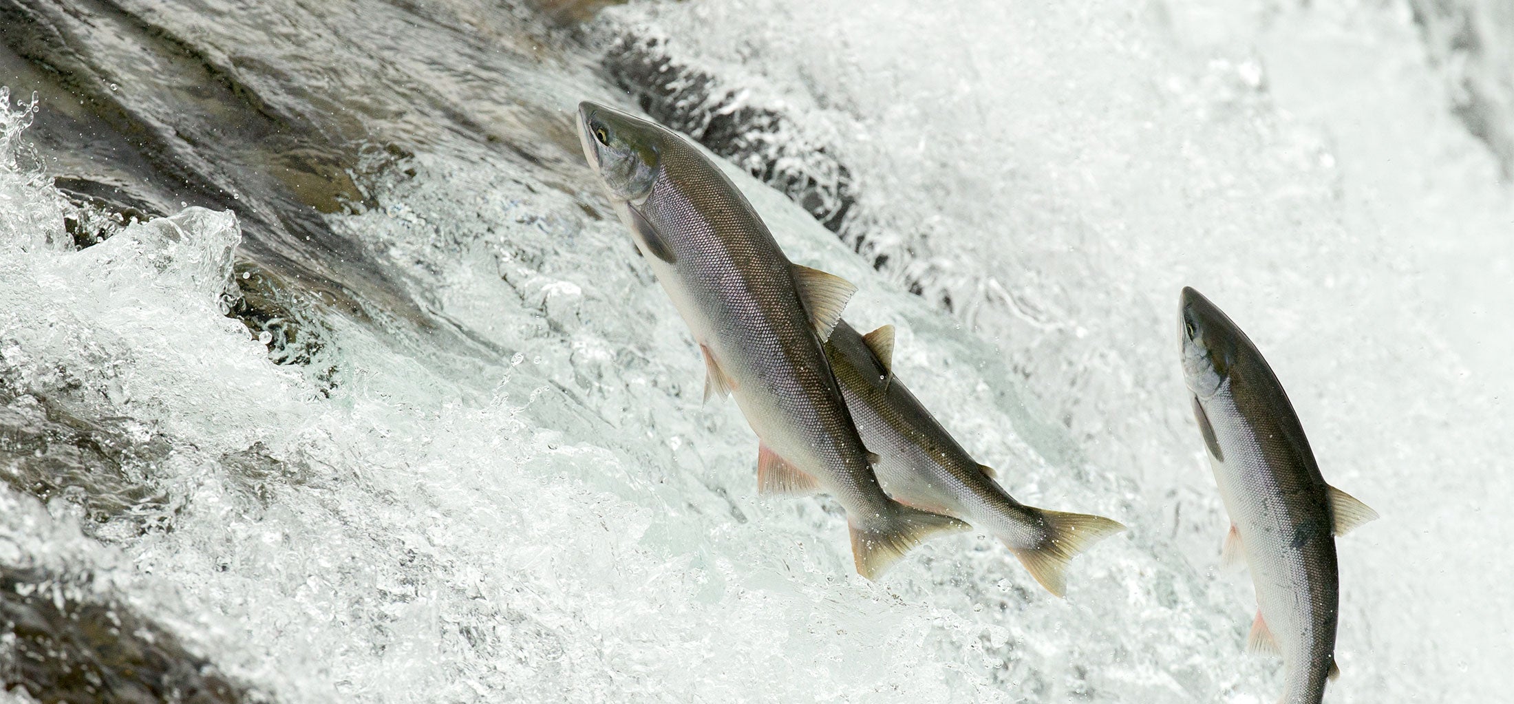 Wild Sockeye Salmon jump up a rushing stream of water