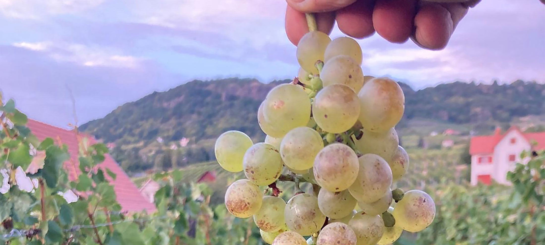 A cluster of white grapes held in front of a vineyard