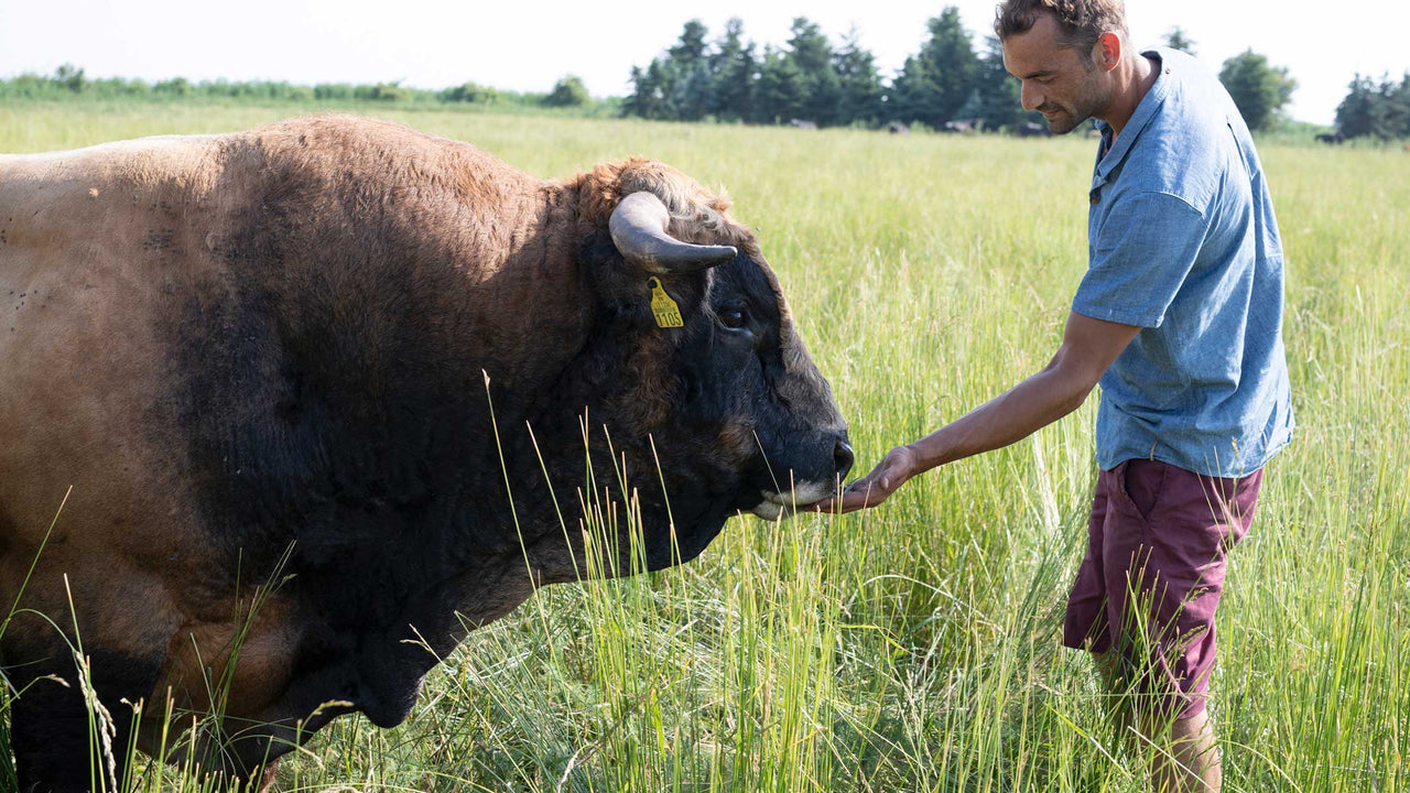 A farmer hand feeds a bull at Meinklang winery in Austria