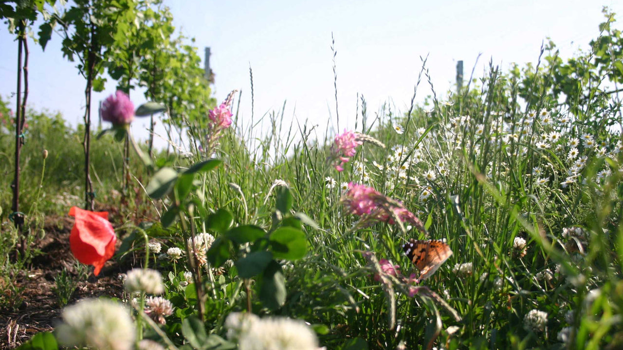 A close shot low in a vineyard row, with wildflowers and a butterfly