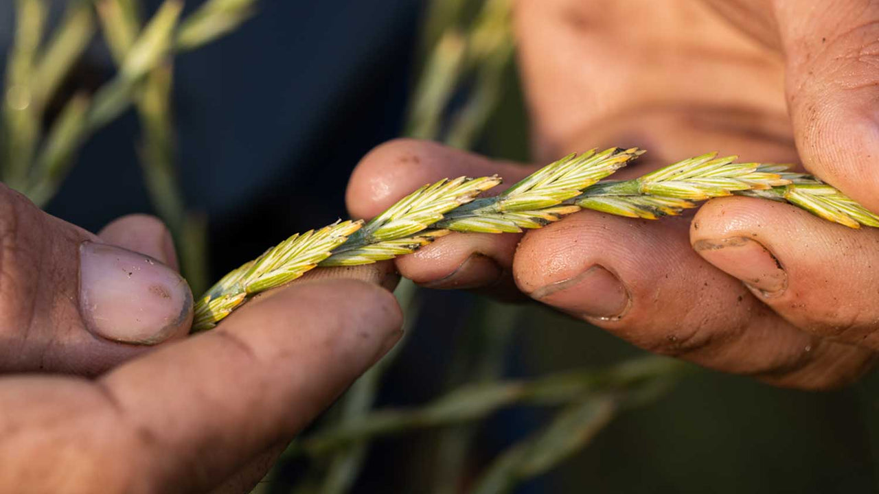 Close shot of hands holding a freshly harvested stalk of Kernza