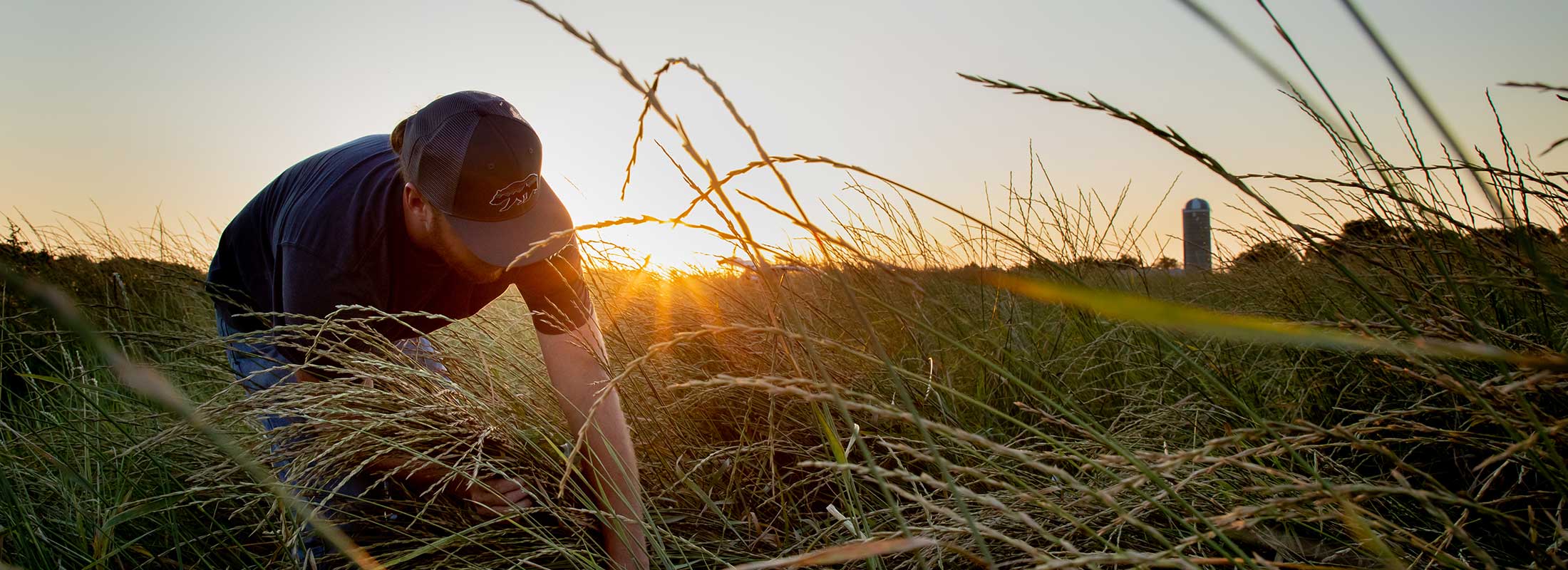 A man in a baseball cap harvests samples of Kernza from a field at dawn