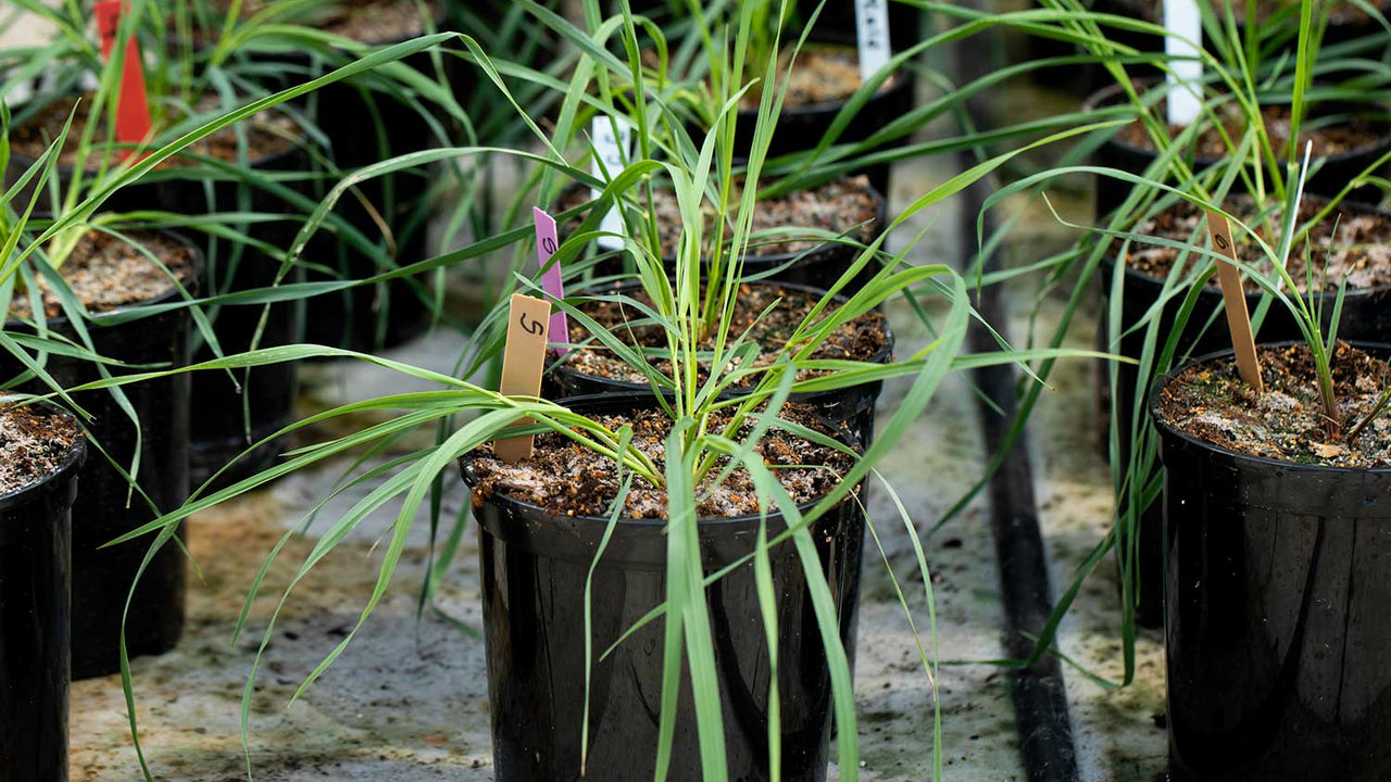Rows of potted young perennial wheatgrass plants