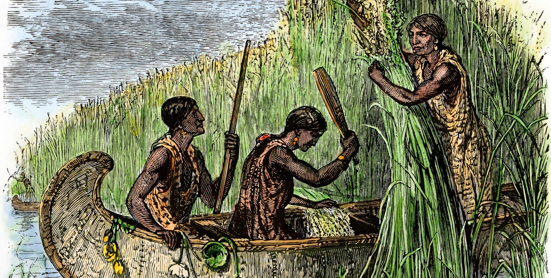 Woodcut image of women in a canoe gathering wild rice