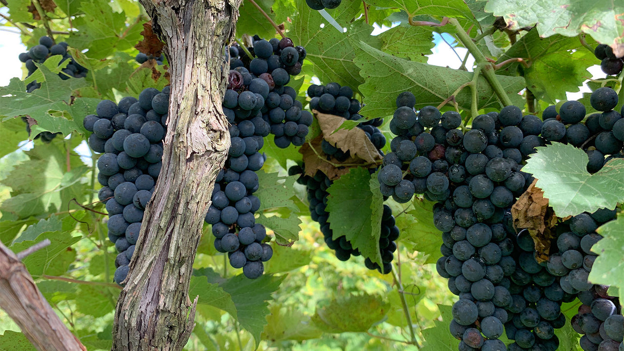 Closeup of dark purple grapes growing on the vine