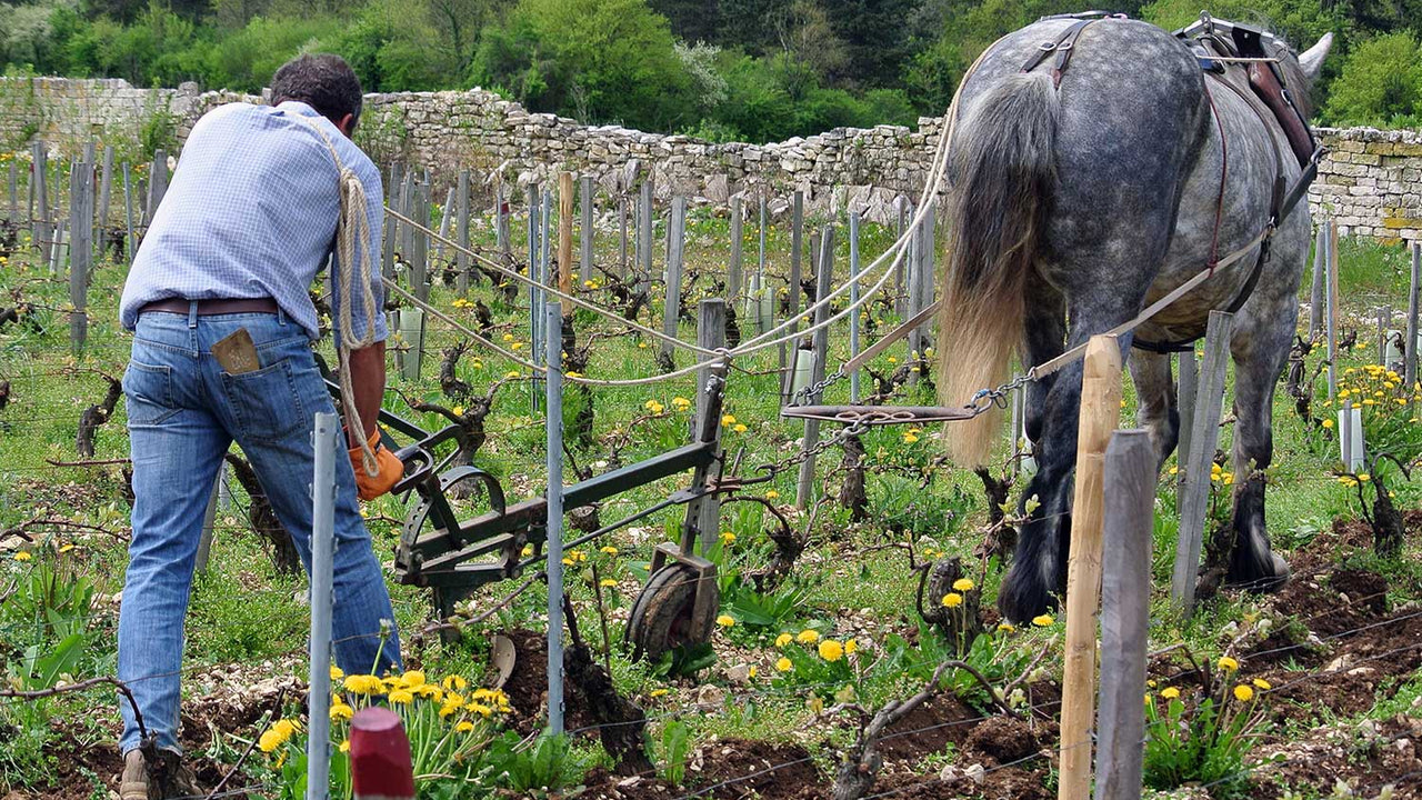 Man plowing in with a horse in a vineyard