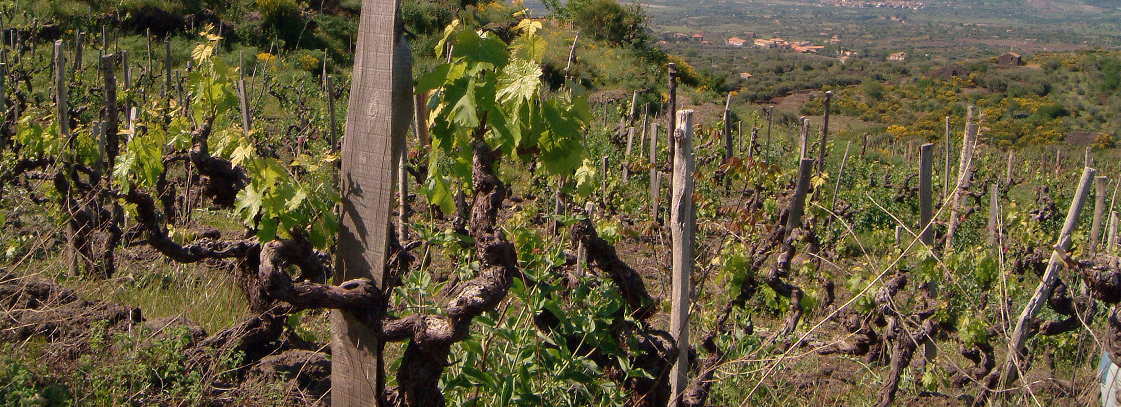 Closeup shot of a thick trunk vine in a vineyard