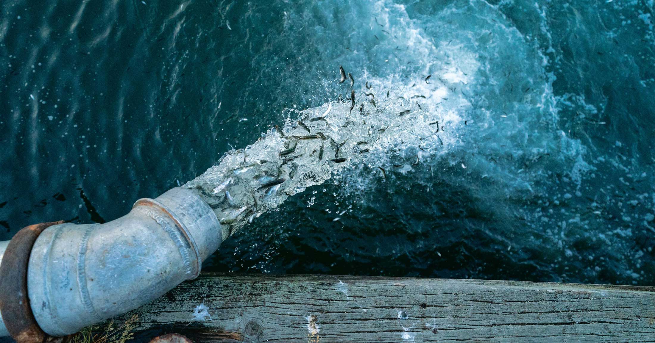 A large industrial pipe dumps water and salmon into a large body of water