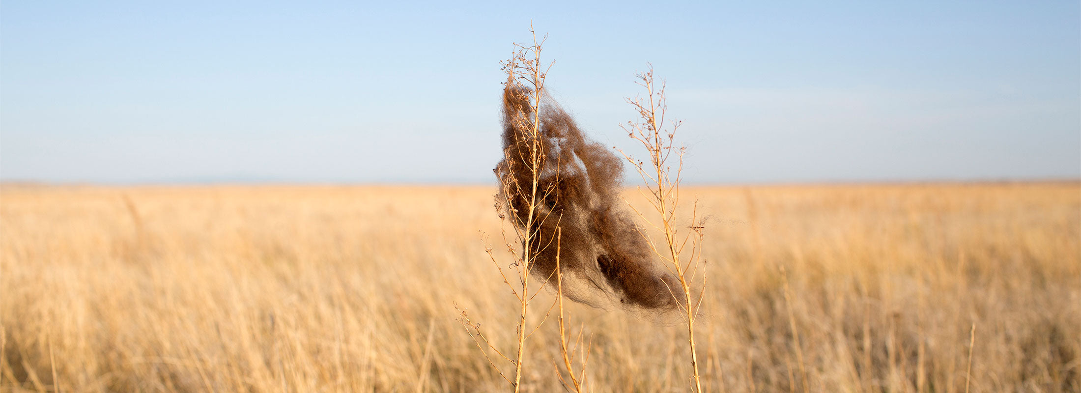 A tuft of buffalo hair is caught on a stalk of tan prairie grass