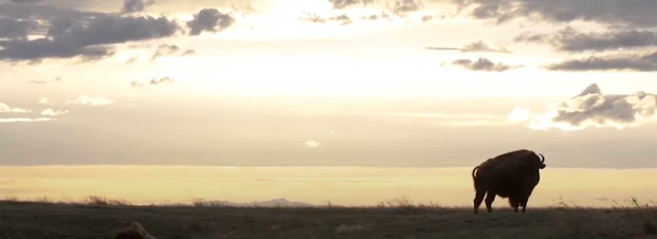 Grazing buffalo are silhouetted against a blue and gold sky