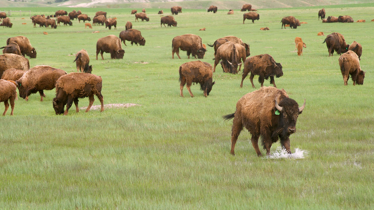 inline-sourcing-buffalo-partners-buffalo-grazing-mobile.jpg
