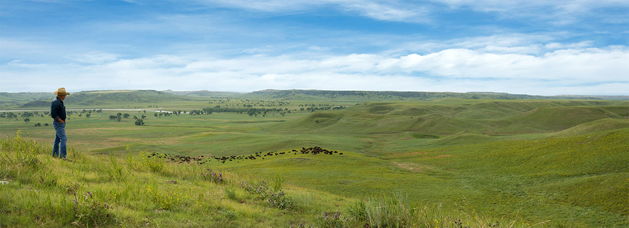 Dan O'Brien overlooking a herd of bison on a sunny day