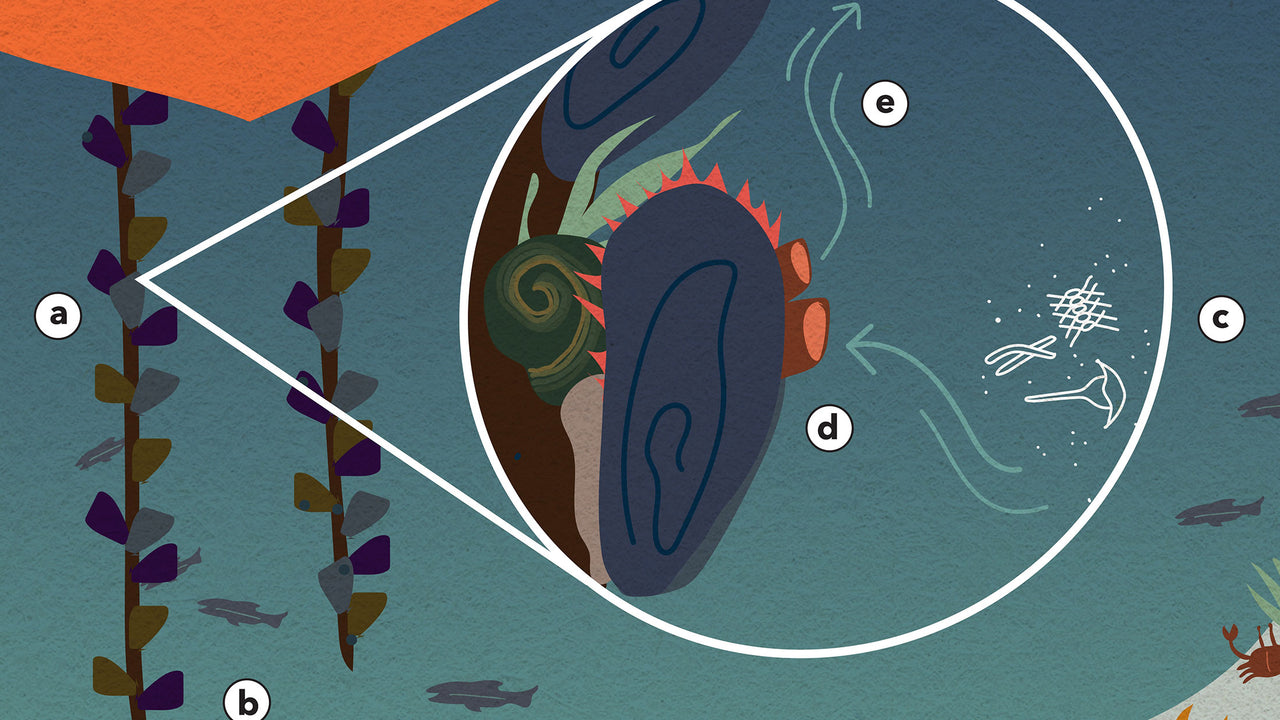 An illustration demonstrates how mussels filter ocean water