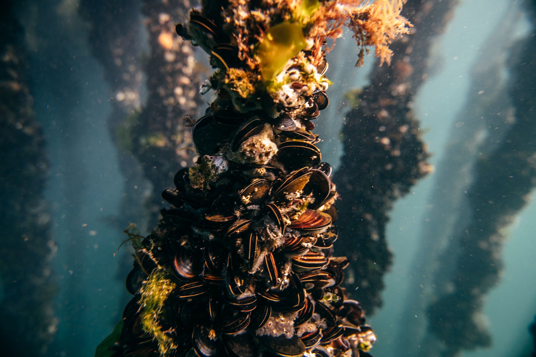 Mussels growing on long underwater ropes in the Ría de Arousa, Galicia, Spain. The mussels improve the health of the waters around them and provide habitat for other marine species.