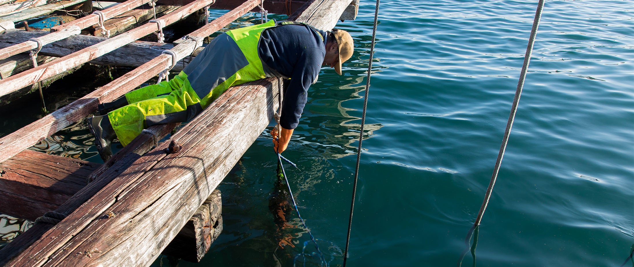 A worker leans off a wooden structure towards the sea, to check mussels ropes descending into the water