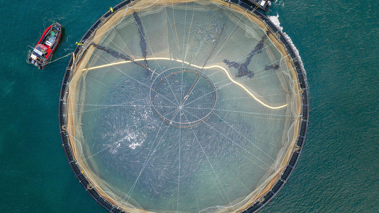 An aerial photograph of a salmon farm pen off the west coast of Scotland