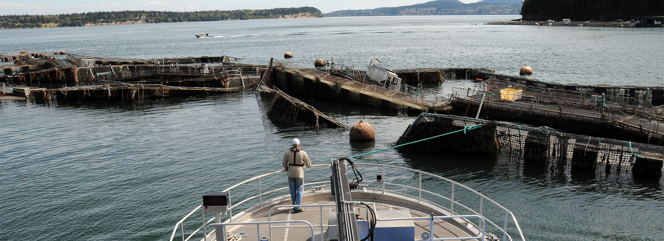 A person stands on the bow of a boat, observing the failure of an Atlantic net-pen