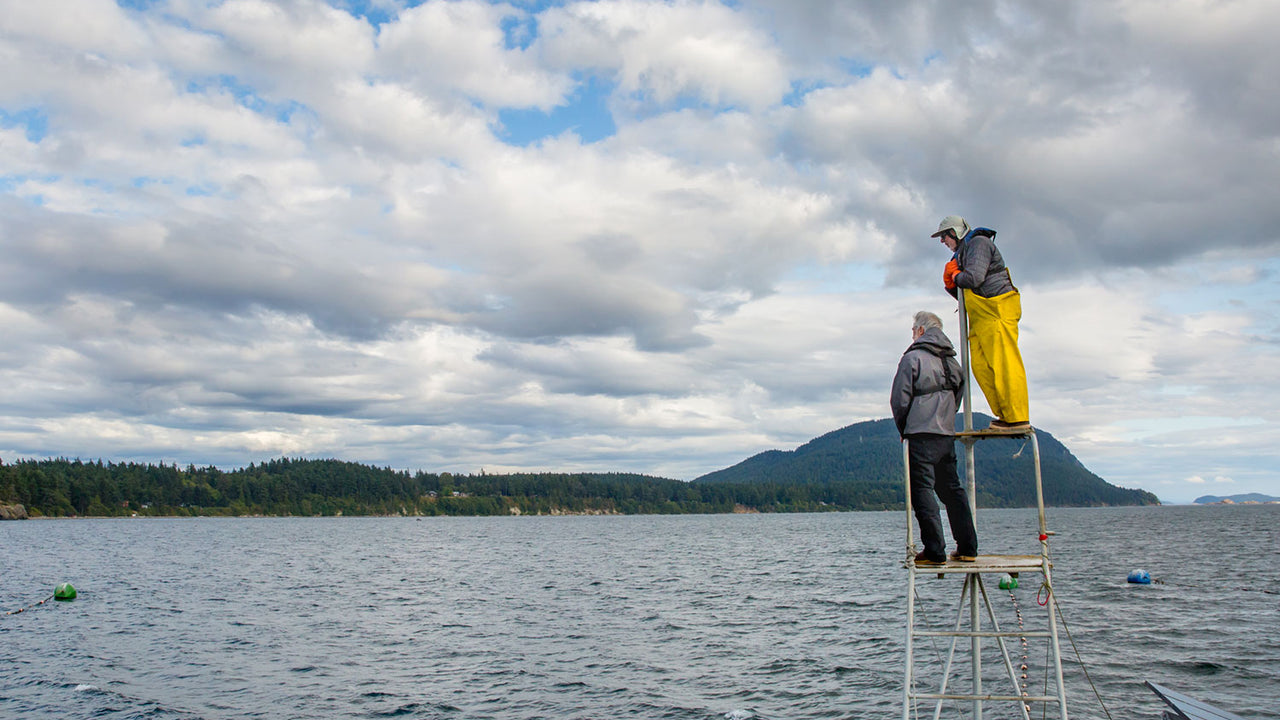 Two fishermen stand on a tall platform, spotting Wild Pink Salmon off the coast of Lummi Island, WA