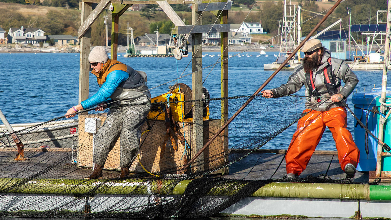 Workers on a dock pull in a reef net full of wild pink salmon