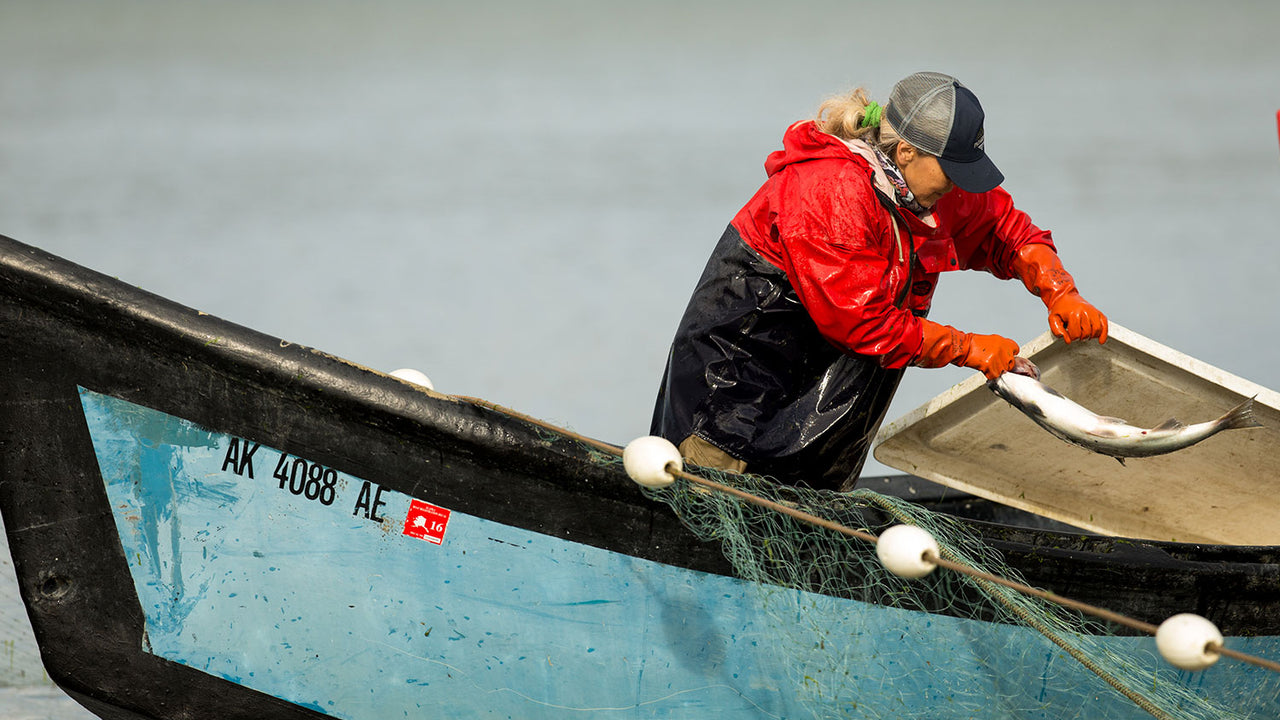 Pulling in the catch, one by one. Situk River, Alaska.