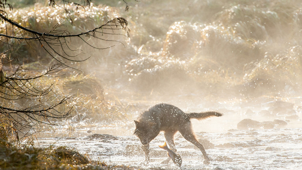 A wolf stands in a running river, catching a leaping sockeye salmon