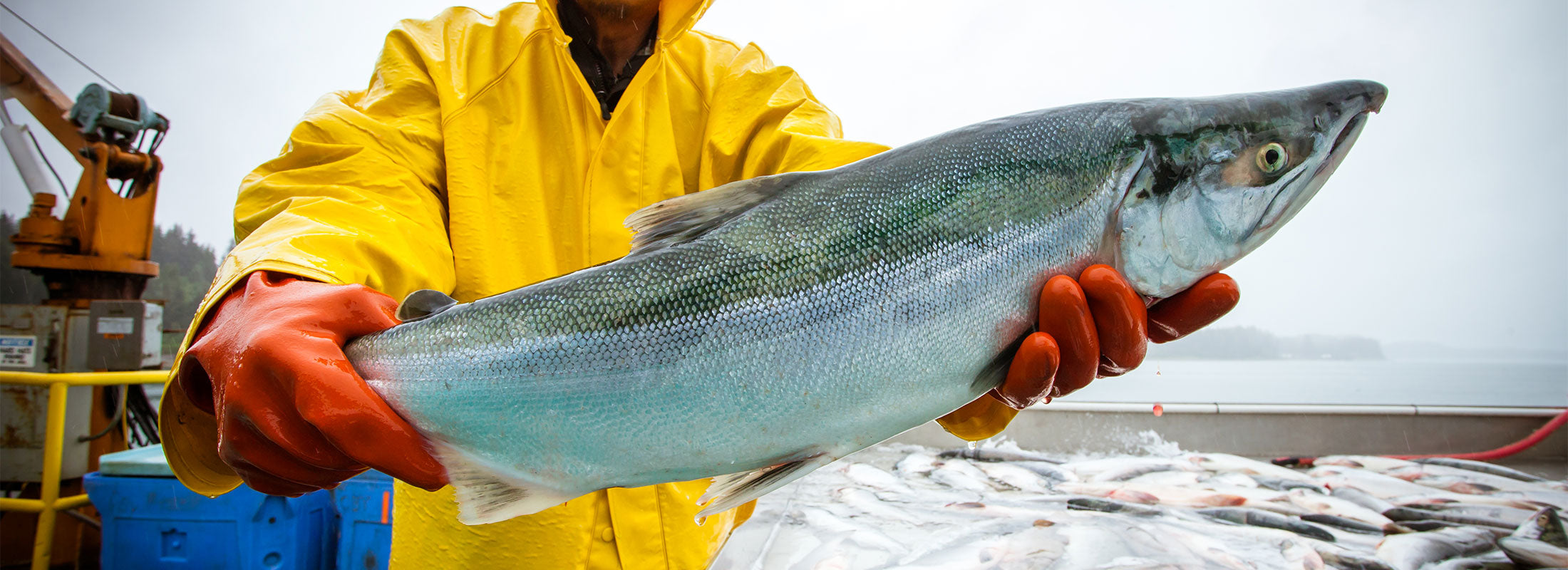 A fisherman in yellow hooded jacket holds up a large sockeye salmon
