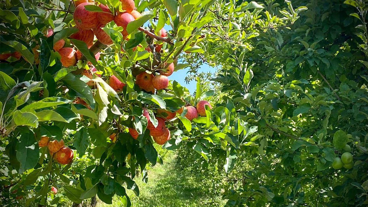 Closeup image of apple trees