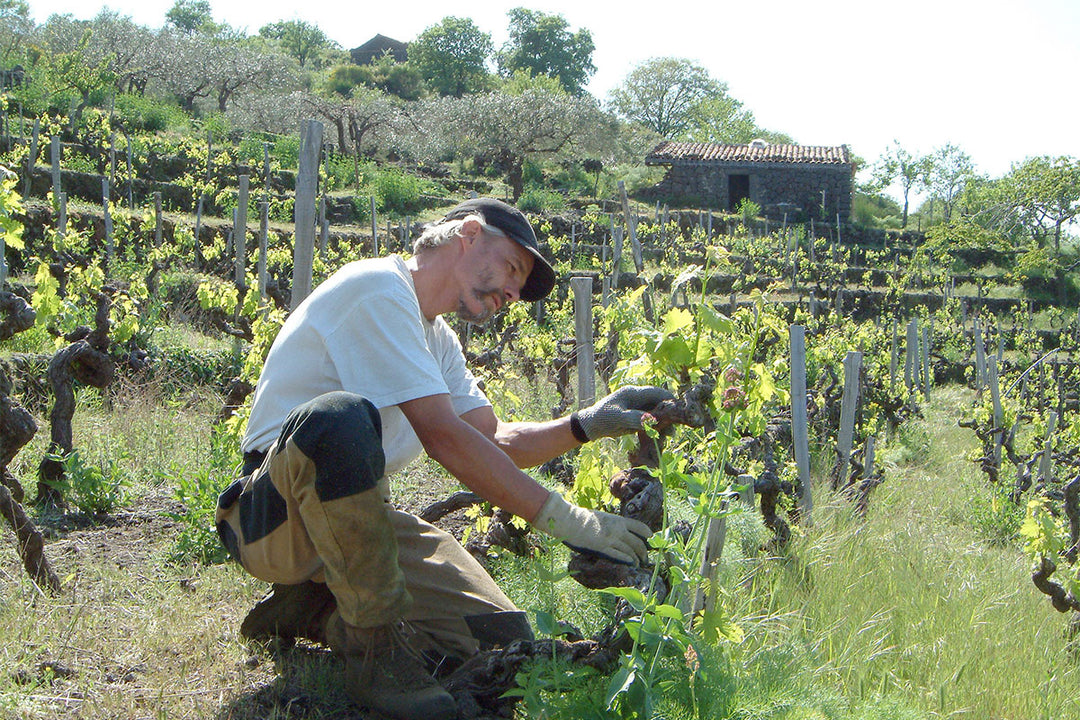 Frank Cornelissen working amid the vines; tile-roofed structure in background