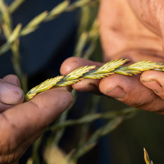 Patagonia Provisions Organic Lager
