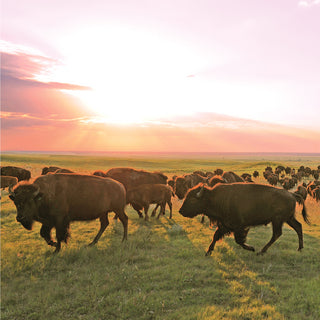 Ranch Bison Sticks