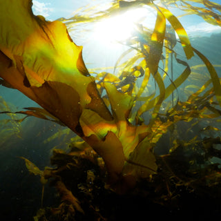 The Health Benefits of Eating Kelp