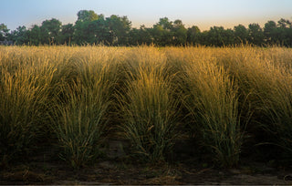 What is No-Till Farming and Why Does it Matter?