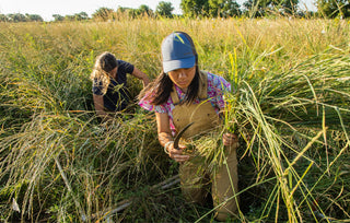 What does the Non-GMO label mean?