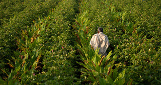 Worker walking through tall rows of growing plants before harvest