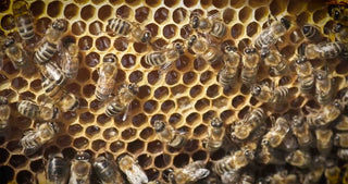 Close up of honeybees in a hive on the honeycomb