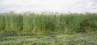 A field of tall cover crops stands behind a row of plants flattened to prevent weeds