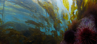 An underwater scene with beds of kelp