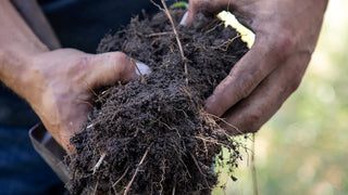 Hands holding a clump of soil and roots