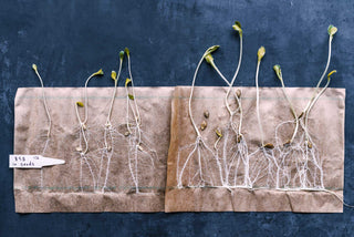Seeds sprouting with fine white roots on a cloth