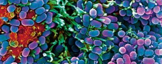 Colored scanning electron micrograph of the Escherichia coli bacteria within the small intestine