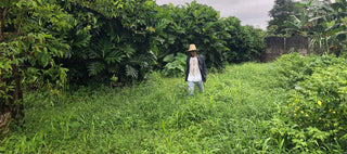 Jungle Project co-founder Gustavo Angulo walking through a breadfruit agroforest in Costa Rica