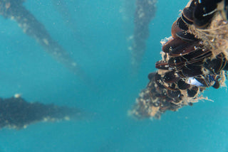 Underwater shot of mussels on ropes, descending into teal blue ocean